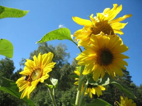 Sunflower Stock Photos