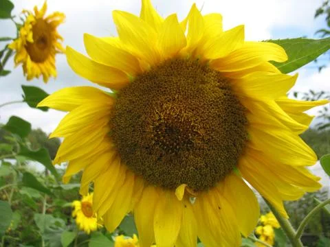 Sunflower Stock Photos