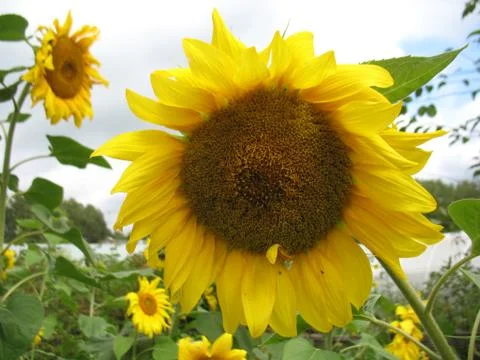 Sunflower Stock Photos