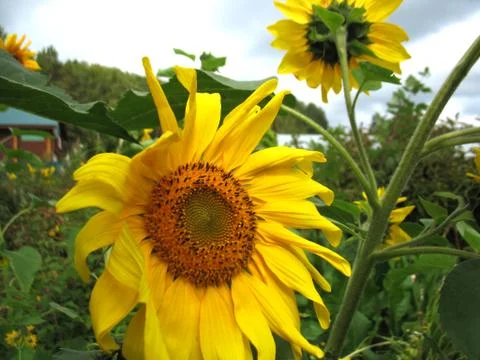 Sunflower Stock Photos