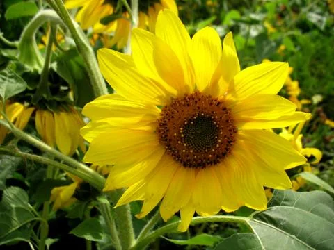 Sunflower Stock Photos