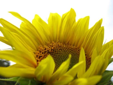 Sunflower Stock Photos