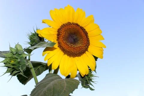 Sunflower Stock Photos