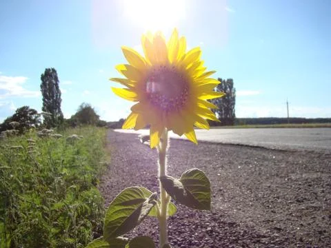 Sunflower Foto stock