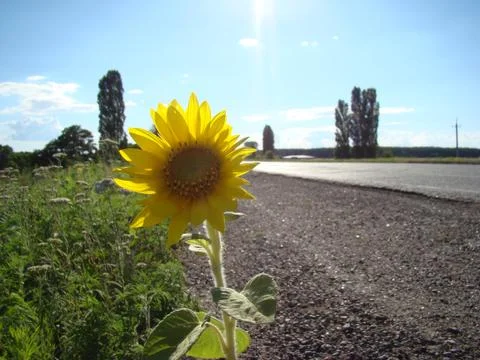 Sunflower Stock Photos