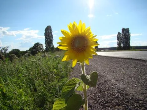 Sunflower Stock Photos