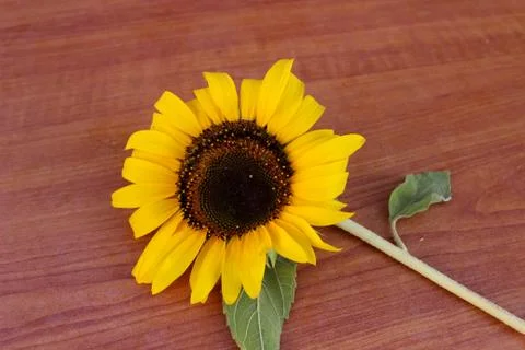 Sunflower Stock-Fotos