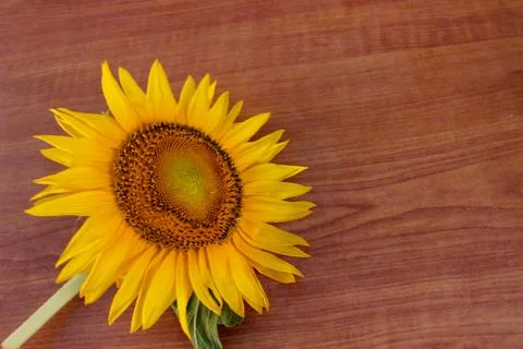 Sunflower Stock-Fotos