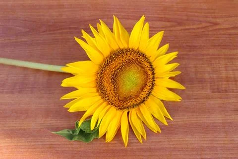 Sunflower Foto stock