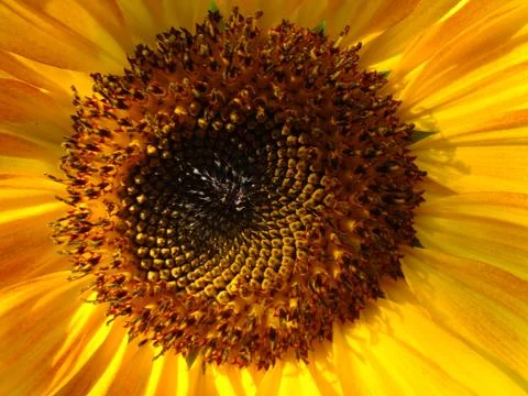 Sunflower Foto stock