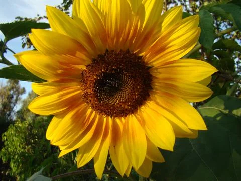 Sunflower Stock-Fotos