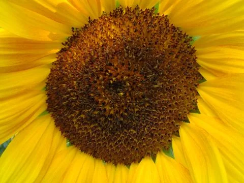 Sunflower Stock-Fotos