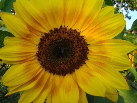 Sunflower Foto stock