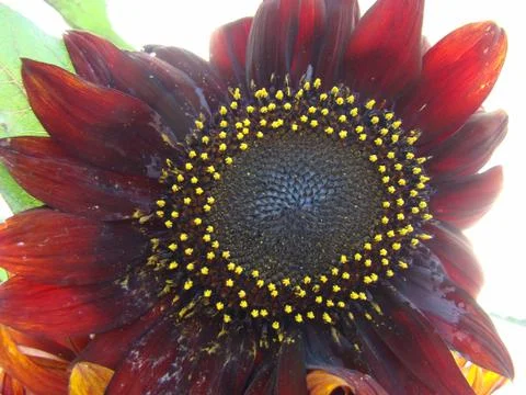 Sunflower 스톡 사진