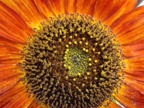 Sunflower Foto stock