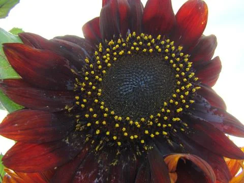 Sunflower Foto stock