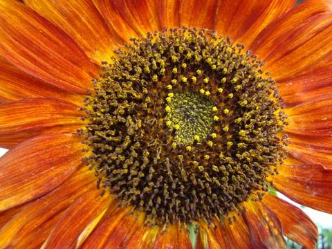 Sunflower Stock Photos