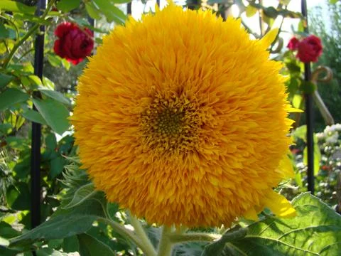 Sunflower Stock Photos