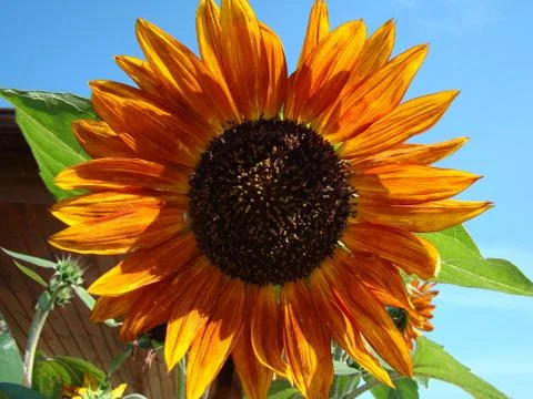 Sunflower Stock Photos