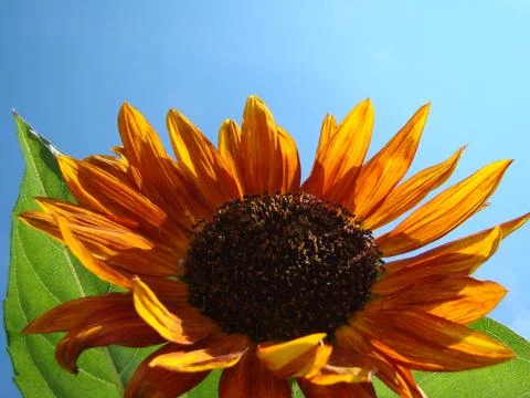Sunflower Stock Photos