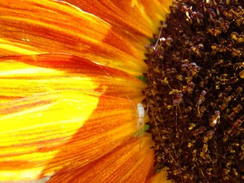 Sunflower Foto stock