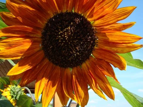 Sunflower Stock Photos