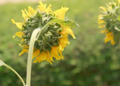Sunflower Stock Photos