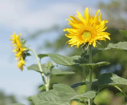 Sunflower Stock Photos