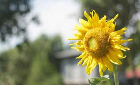 Sunflower Stock Photos