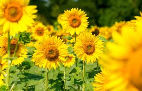 Sunflower 写真素材