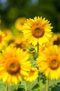 Sunflower Stock-Fotos