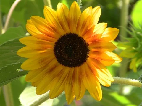 Sunflower Stock Photos