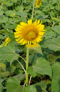Sunflower Stock Photos