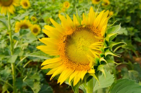 Sunflower Stock Photos