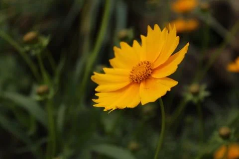Sunflower Stock Photos