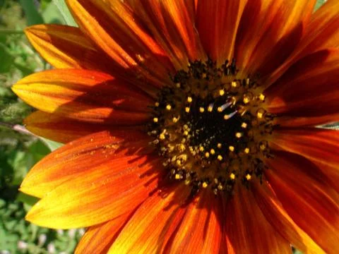 Sunflower Stock Photos
