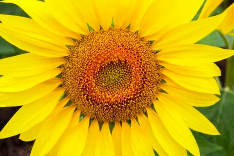 Sunflower Stock Photos
