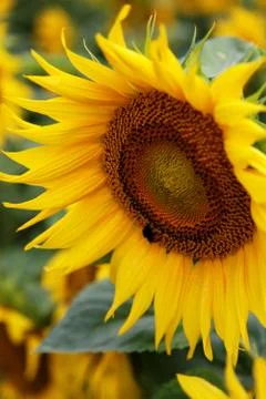Sunflower Stock Photos