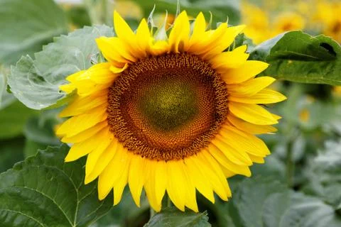 Sunflower Stock Photos
