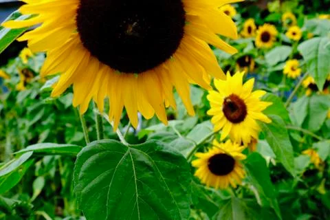 The sunflower Stock Photos