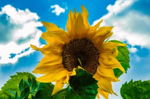 Sunflower Foto stock