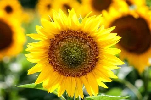 Sunflower Stock Photos