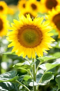 Sunflower Stock Photos