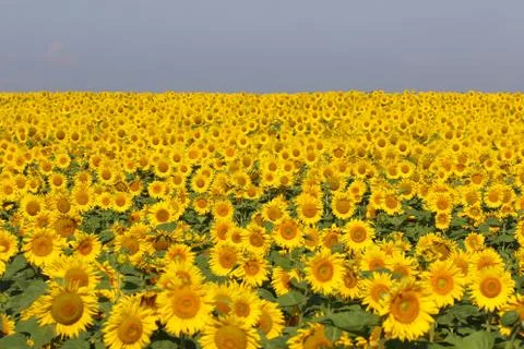 Sunflower Stock Photos
