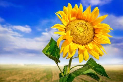 Sunflower 스톡 사진