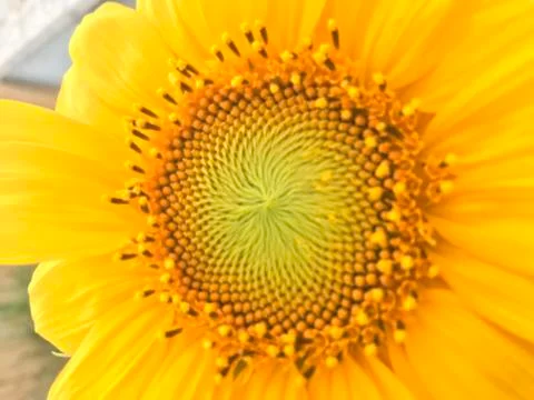 Sunflower 스톡 사진