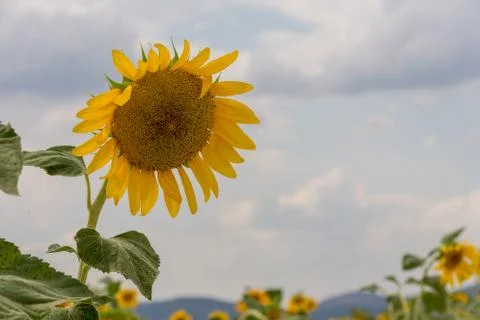 Sunflower Stock Photos