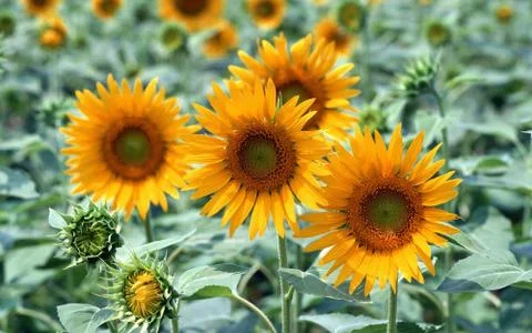 SunFlower Stock Photos
