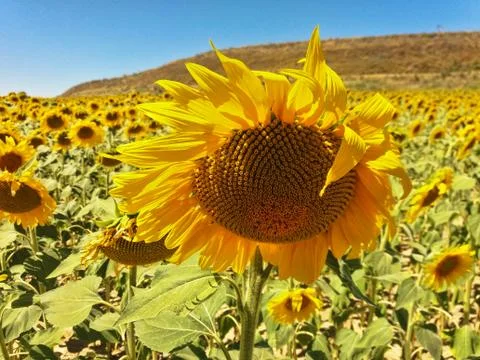 Sunflower Stock Photos