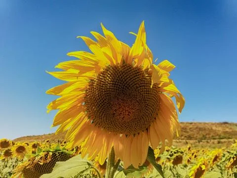 Sunflower Stock Photos